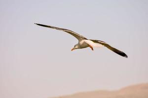 gros plan de vol de mouette photo