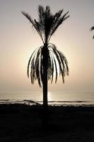 pal arbre au coucher du soleil photo