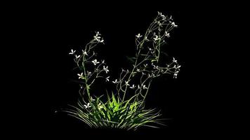 fleurs abstraites illustration numérique botanique photo