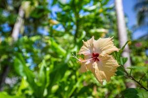 nature romantique idyllique. belle fleur d'hibiscus sur fond vert. dans le jardin tropical avec fond de nature floue photo