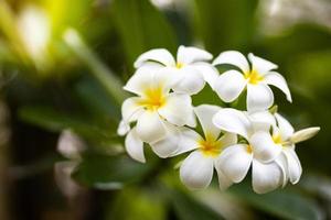 fleur de frangipanier douce ou bouquet de fleurs de plumeria sur branche d'arbre le matin sur fond flou. le plumeria est un pétale blanc et jaune et la floraison est une beauté dans le parc du jardin. beau modèle de nature photo