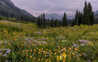 pittoresque prairie de fleurs sauvages dans une zone naturelle gothique près de la butte à crête dans le colorado. photo