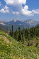 paysage pittoresque de montagnes rocheuses dans le colorado avec des sommets montagneux, des conifères et des fleurs sauvages. photo