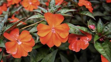 harmonie du soleil ou orange sonique impatiens de nouvelle guinée fleur orange foncé qui fleurit dans le jardin. photo