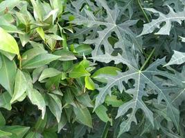 plantes à feuilles vertes et herbe dans les rues photo