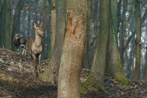 cerf rouge dans la forêt photo