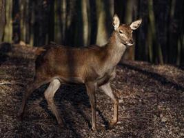 cerf rouge dans la forêt photo