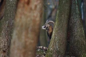 mouflon en forêt photo