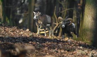 mouflon en forêt photo