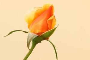 une rose sauvage fleurit dans un parc de la ville du nord d'israël. photo