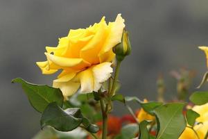 une rose sauvage fleurit dans un parc de la ville du nord d'israël. photo