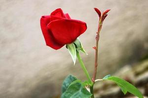 une rose sauvage fleurit dans un parc de la ville du nord d'israël. photo