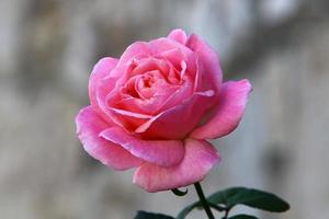 une rose sauvage fleurit dans un parc de la ville du nord d'israël. photo