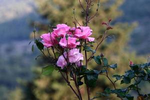 une rose sauvage fleurit dans un parc de la ville du nord d'israël. photo