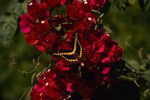 mariposas de sinaloa 2 photo