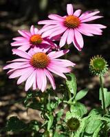 échinacée, echinacea purpurea photo