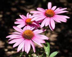 échinacée, echinacea purpurea photo