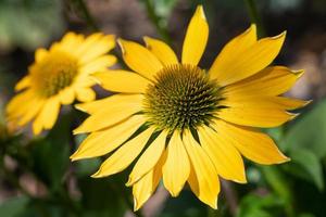 échinacée, echinacea purpurea photo