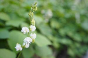 gros plan fleur de haricot de lima de couleur rose et vert, belle plante végétale de haricot de jacinthe fleur de haricot de lima dans le champ sur fond. photo