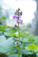 gros plan fleur de haricot de lima de couleur rose et vert, belle plante végétale de haricot de jacinthe fleur de haricot de lima dans le champ sur fond. photo