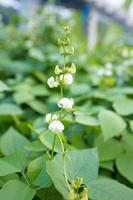 gros plan fleur de haricot de lima de couleur rose et vert, belle plante végétale de haricot de jacinthe fleur de haricot de lima dans le champ sur fond. photo