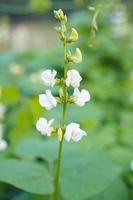 gros plan fleur de haricot de lima de couleur rose et vert, belle plante végétale de haricot de jacinthe fleur de haricot de lima dans le champ sur fond. photo