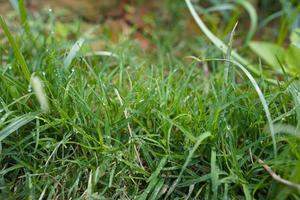 herbe givrée en hiver. l'accent est mis principalement sur la touffe juste en dessous et à droite du centre de l'image. photo