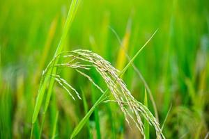 préparer du paddy ou du riz après la coupe dans le champ pour le vendre sur le marché du paddy. rizière photo