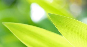 abstrait superbe texture de feuille verte, feuillage de feuilles tropicales nature fond vert photo