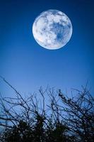 pleine lune ciel bleu crépuscule silhouette branches d'acacia arbre épineux au paysage de nuit photo