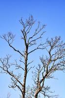 arbre mort sec avec branche sur ciel bleu photo