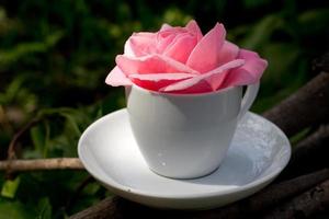 belle rose rose en gros plan dans une tasse blanche, image d'ambiance romantique, impression pour carte postale, papier peint, conception de couverture, affiche, calendrier, toile murale, décor à la maison, carte de voeux pour la fête des mères photo