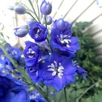 Delphiniums bleu violet vibrant dans un jardin photo