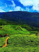 chaînes de montagnes en inde avec des plantations de thé photo