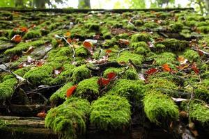 voyage à sankt-wolfgang, autriche. le toit en bois avec la mousse verte dans la forêt des montagnes. photo