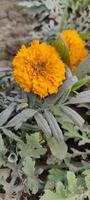 fonds d'écran de plantes, fonds d'écran de fleurs photo