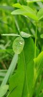 fonds d'écran de plantes, fonds d'écran de fleurs photo