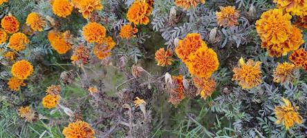 fonds d'écran de plantes, fonds d'écran de fleurs photo