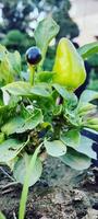 fonds d'écran de plantes, fonds d'écran de fleurs photo