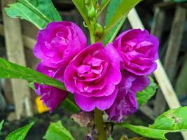 water girlfriend est une plante originaire d'asie du sud et d'asie du sud-est. cette plante est une plante annuelle ou bisannuelle et a des fleurs blanches, rouges, violettes ou roses. photo