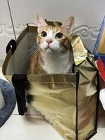 un beau chat tigré est assis dans un sac. chat drôle dans un sac à provisions. photo