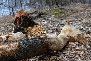 racines d'arbres dans la forêt photo