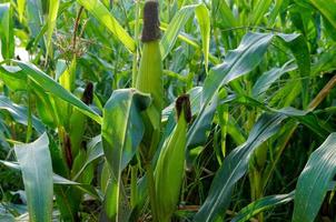 champ de maïs biologique l'une des cultures économiques de la thaïlande. mise au point douce et sélective. photo