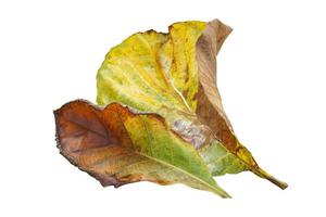 feuilles de teck anciennes isolées sur fond blanc. mise au point douce et sélective. photo