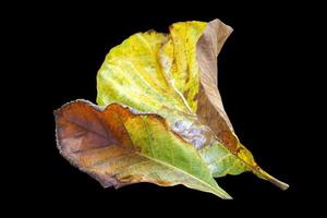 feuilles de teck anciennes isolées sur fond noir. mise au point douce et sélective. photo