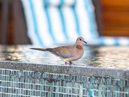 photo en gros plan d'une belle colombe colorée assise sur le bord de la piscine