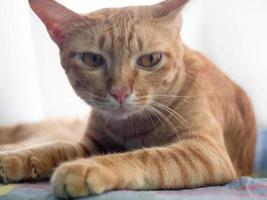 gros plan chaton orange assis se détendre sur un canapé avec la lumière du soleil le matin photo