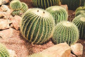 cactus dans le jardin. concept de décoration de plantes d'intérieur. photo