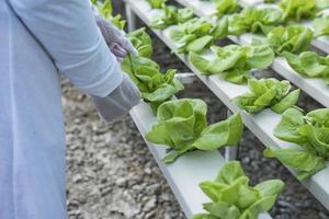 une équipe de scientifiques analyse des plantes sur des bacs à légumes. processus hydroponique en laboratoire les ingénieurs agricoles testent la santé des plantes dans les serres industrielles.la femme est examinée en détail. photo