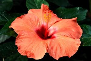 fleur d'hibiscus hibiscus rosa-sinensis est un arbuste de la famille des malvacées originaire d'asie de l'est et largement cultivé comme plante ornementale dans les régions tropicales et subtropicales. photo